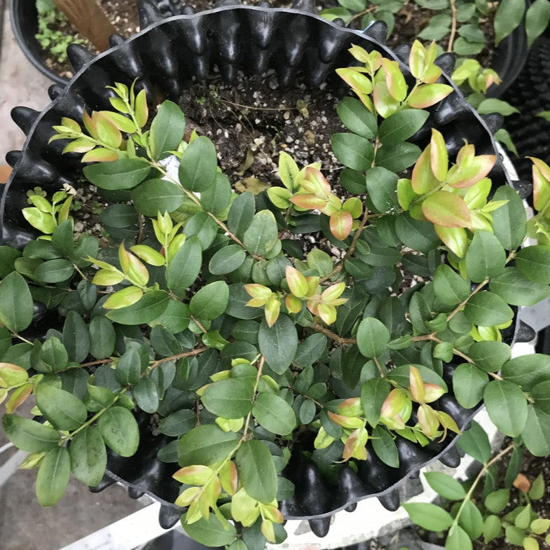jaboticaba bonsai tree for sale Jaboticaba Caipirinha Fruit Plant (Plinia sp. Caipirinha): The Bonsai – veliyathgardens