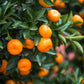 Bush Orange Fruit plant