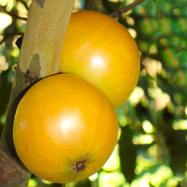 Cambuca Fruit Plants (Plinia Edulis)