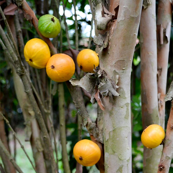 Cambuca Fruit Plants (Plinia Edulis)