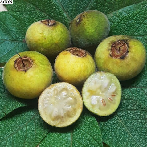 Sete Capotes Fruit Plant (Campomanesia guazumifolia)