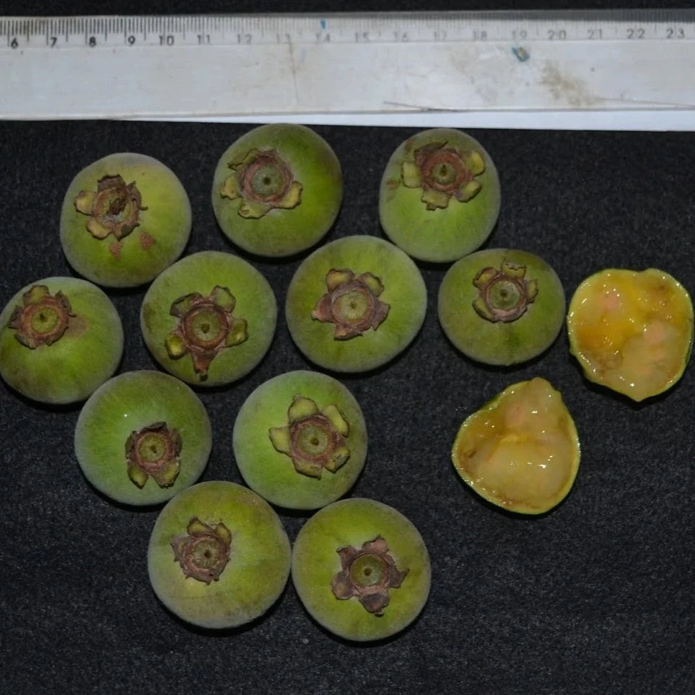 Green Guabiroba Fruit Plant (Campomanesia schlechtendaliana )