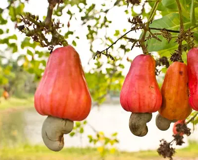 Cashew nut discount