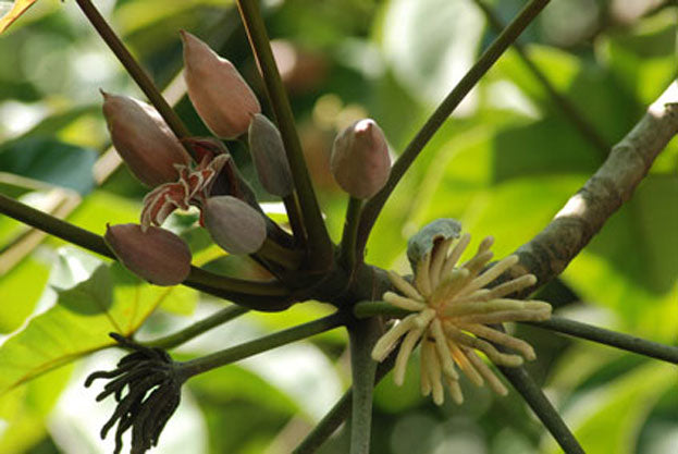 Trumpet Fruit Tree Plant (Cecropia obtusifolia)