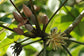 Trumpet Fruit Tree Plant (Cecropia obtusifolia)