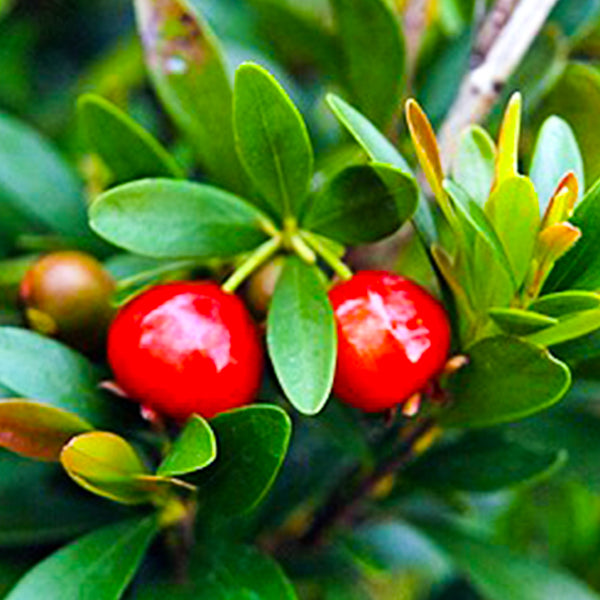 Cerejinha De Mattos Fruit Plants