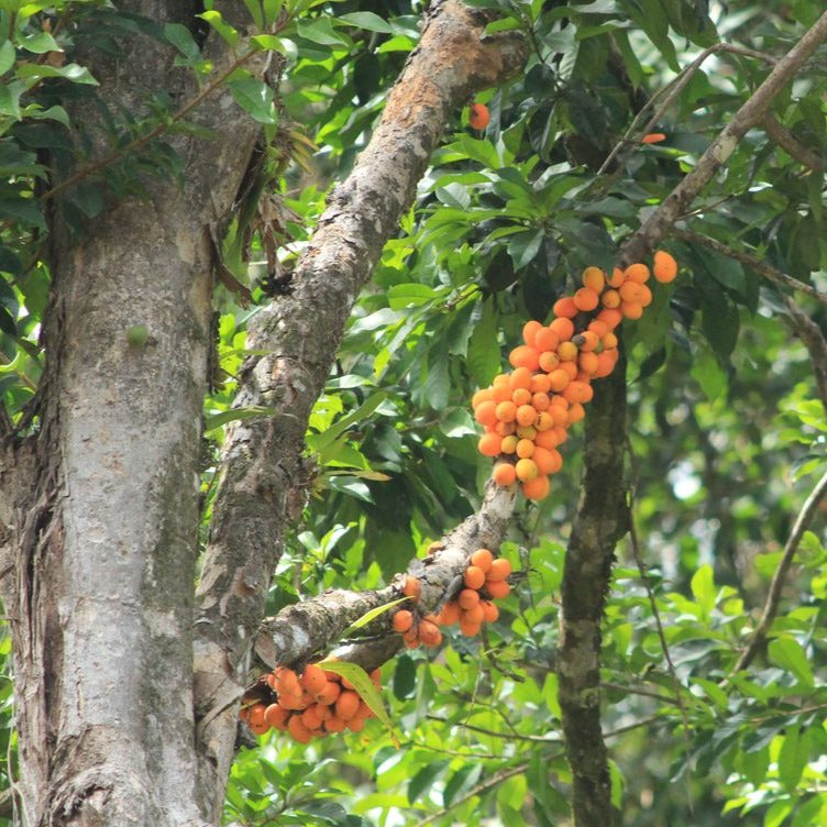 Abiurana Fruit Live Plant (Chrysophyllum Prieurii)