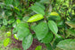 Golden Tampoi Fruit Plant (Baccaurea bracteate)