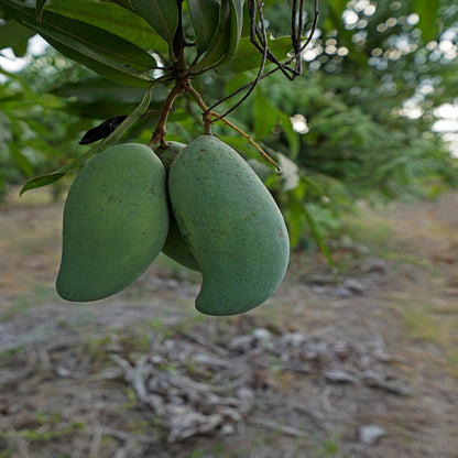 All Season Mango Live Plants