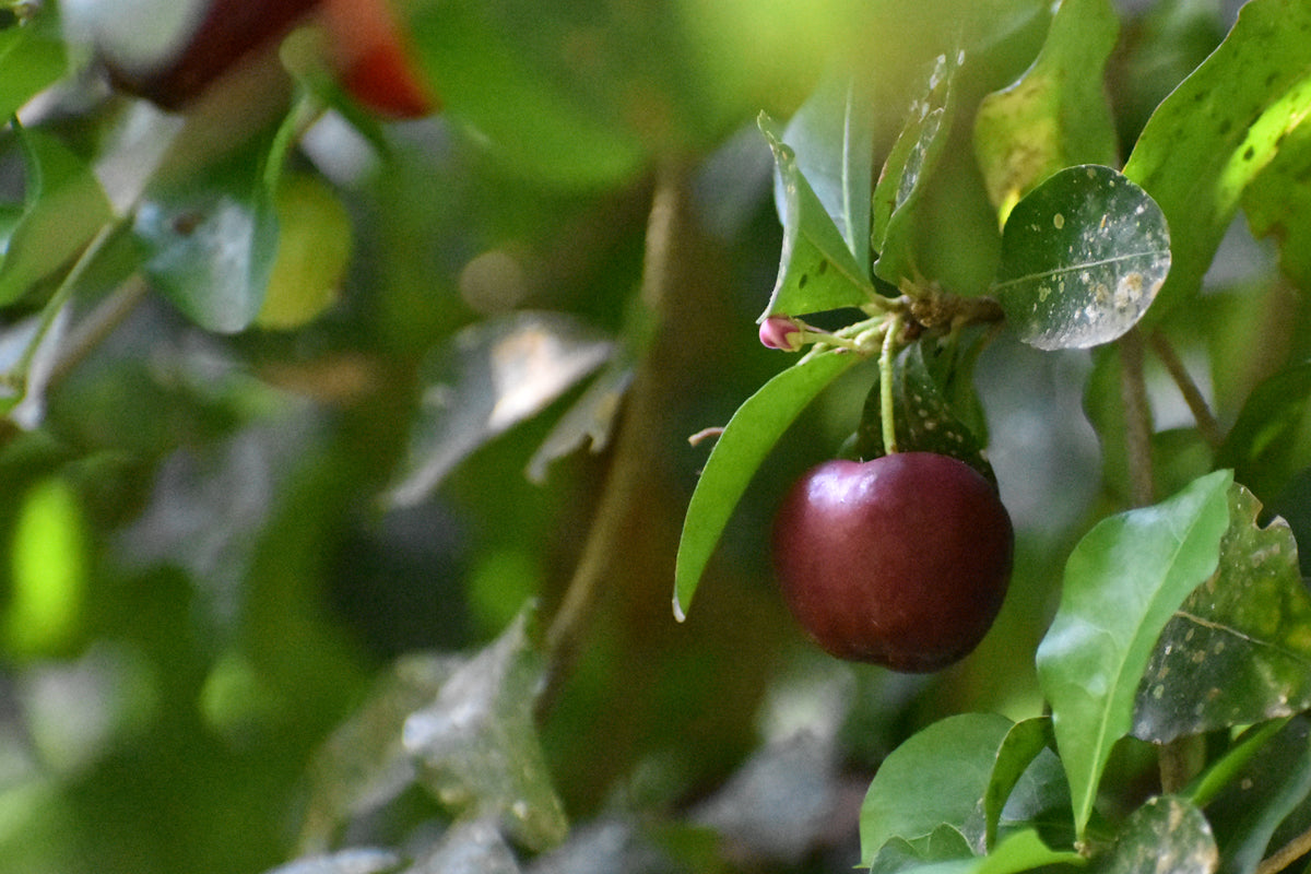 Sweet Acerola cherry Live Plant (Malpighia Emarginata)