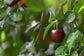 Sweet Acerola cherry Live Plant (Malpighia Emarginata)
