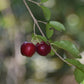 Sweet Acerola cherry Live Plant (Malpighia Emarginata)