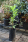 abiu-plant-seedling-veliyathgardens