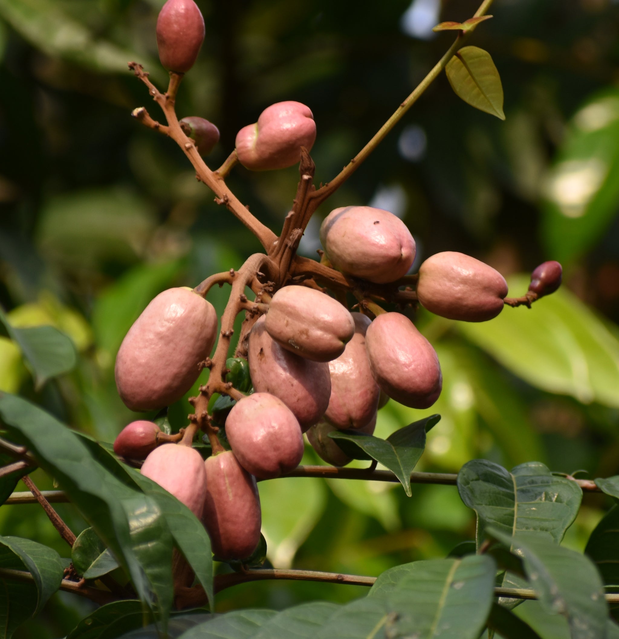 Safour Safou Fruit Plant (Dacryodes Edulis) – veliyathgardens