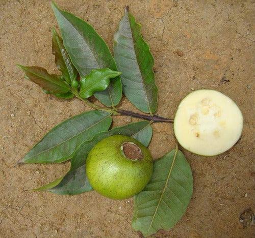 Brazilian Perfumed Guava Fruit Plant (Psidium angulatum)