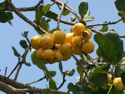 Ziricote Fruit Plant (Cordia dodecandra)