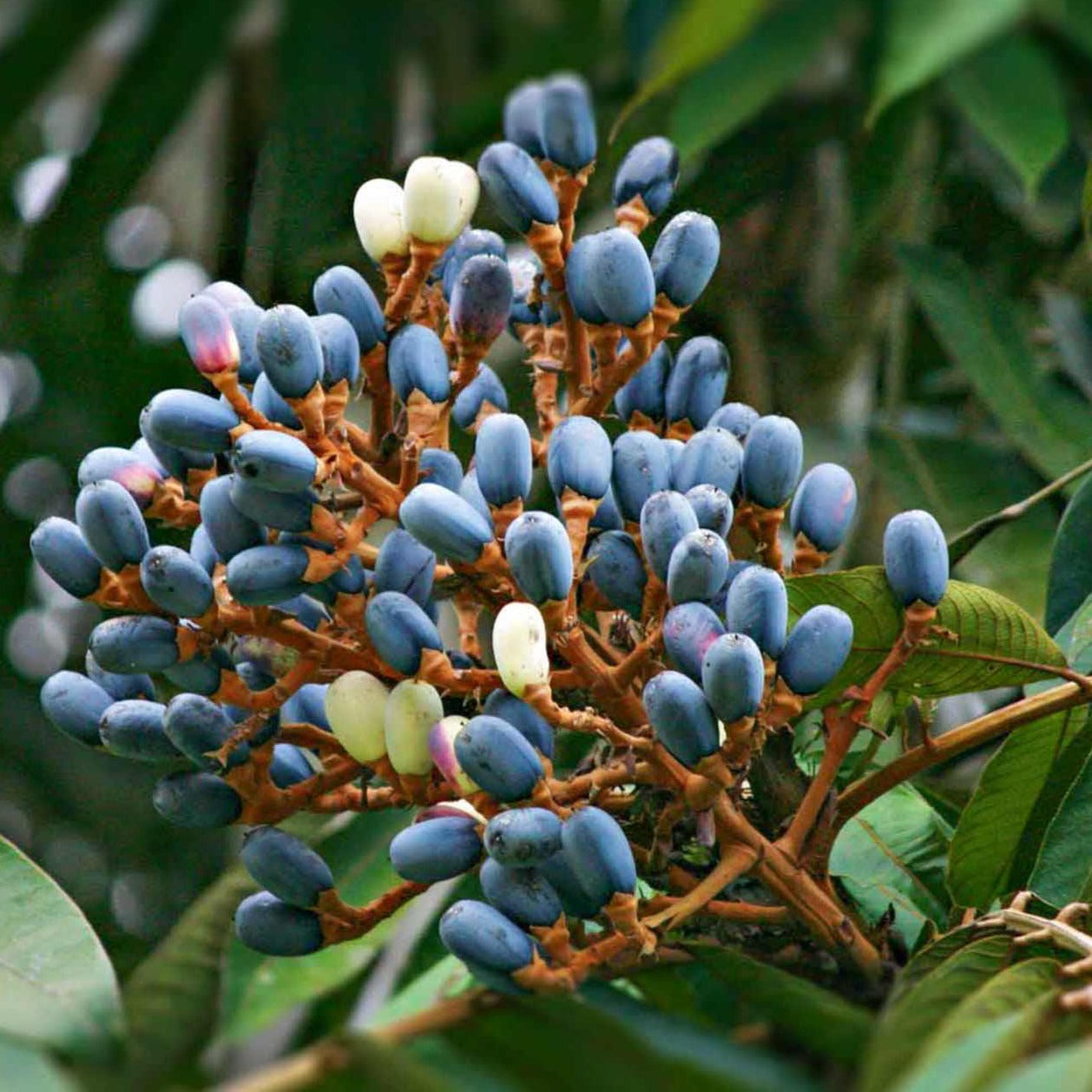 Dabai Fruit Plant (Canarium Odontophyllum)