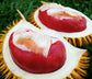 Durian Merah Fruit Plant (Durio graveolens)