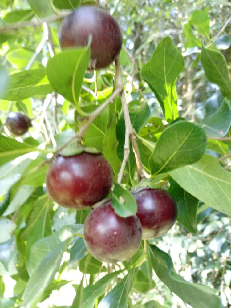 Marmelinho Fruit Plant (Diospyros Inconstans)