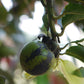 Gab Fruit Plant (Diospyros malabarica)