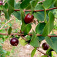 Dwarf Jaboticaba Live Plants (Plinia Nana)