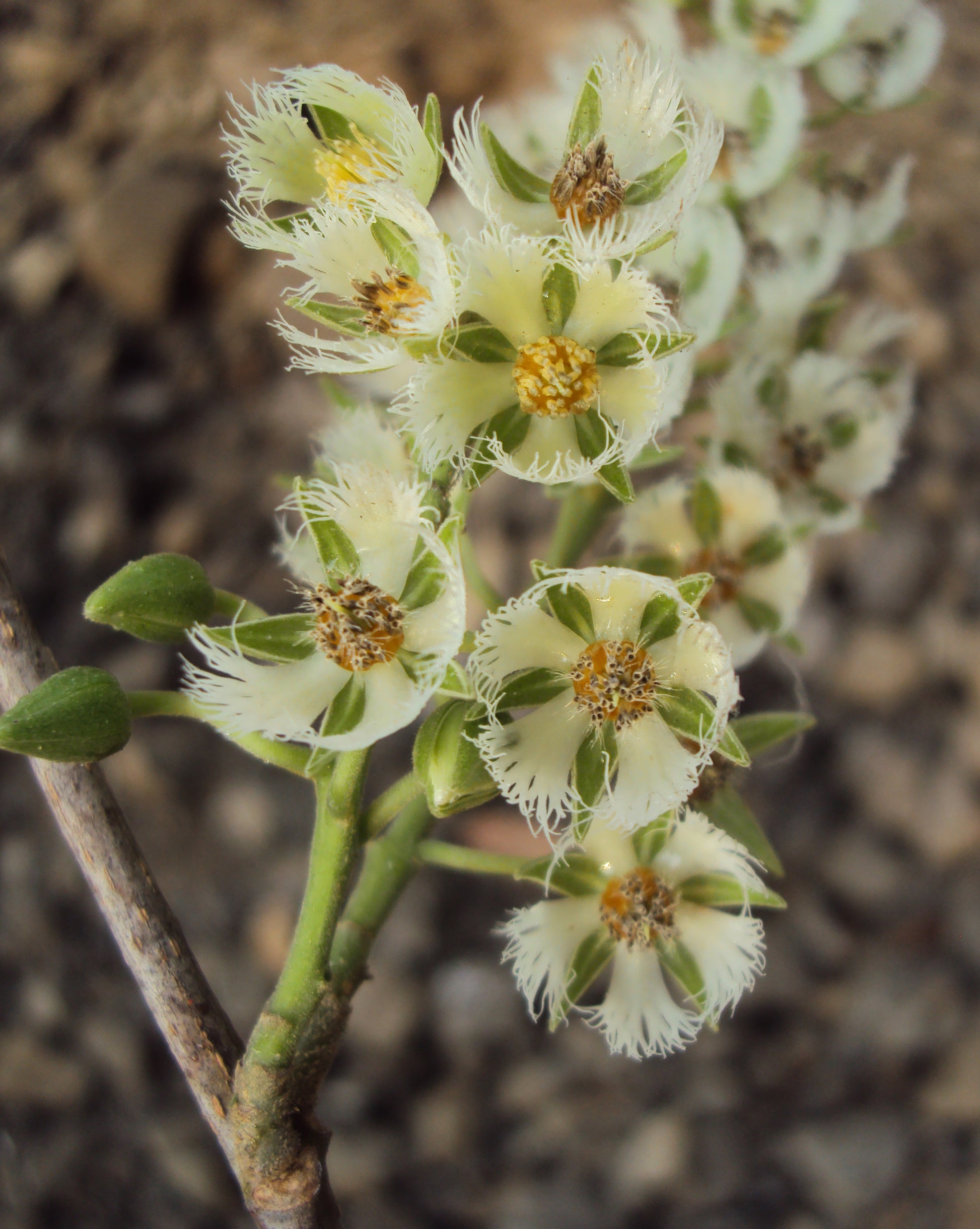 Ceylon Olive Live Plant (Elaeocarpus Serratus)