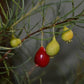 Needle-leaf cherry Live Plant ( Eugenia angustissima)