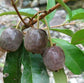 Cereja Cherry Fruit Plant (Eugenia cereja)