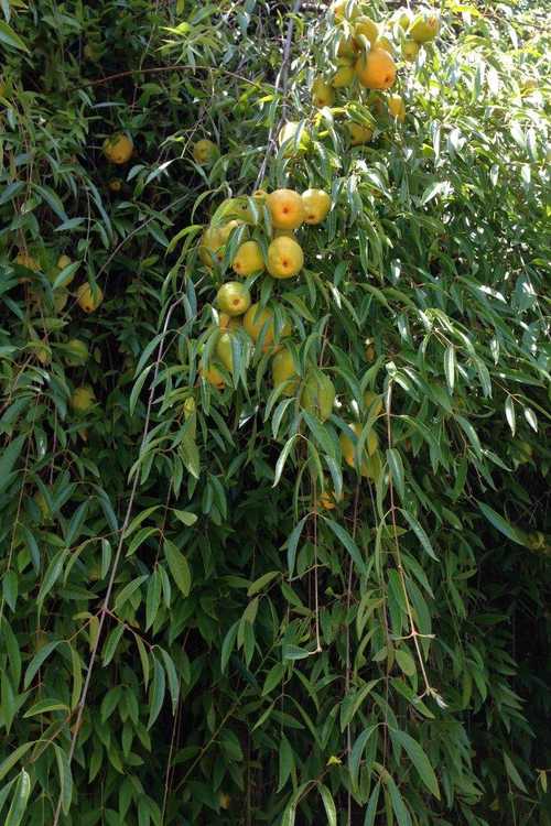 Ubajai Fruit Plant (Eugenia Myrcianthes)