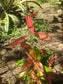 Ubaia Fruit plant (Eugenia patrisii)