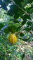 Pitangatuba Fruit Plants (Eugenia Neonitida) 