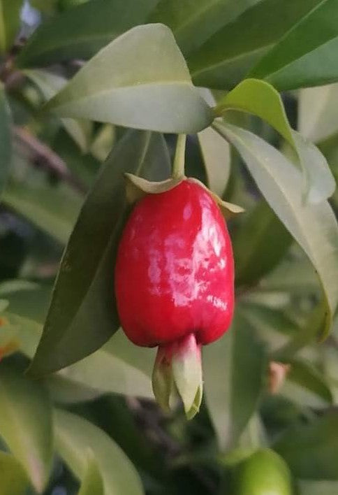 Cherry of De Rio Grande fruit Plants (Eugenia Involucrata)