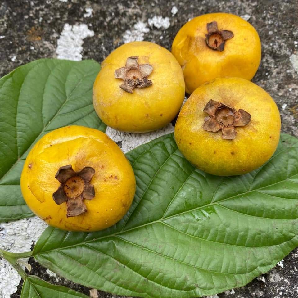 Pallilo Fruit Plants (Campomanesia Lineatifolia)