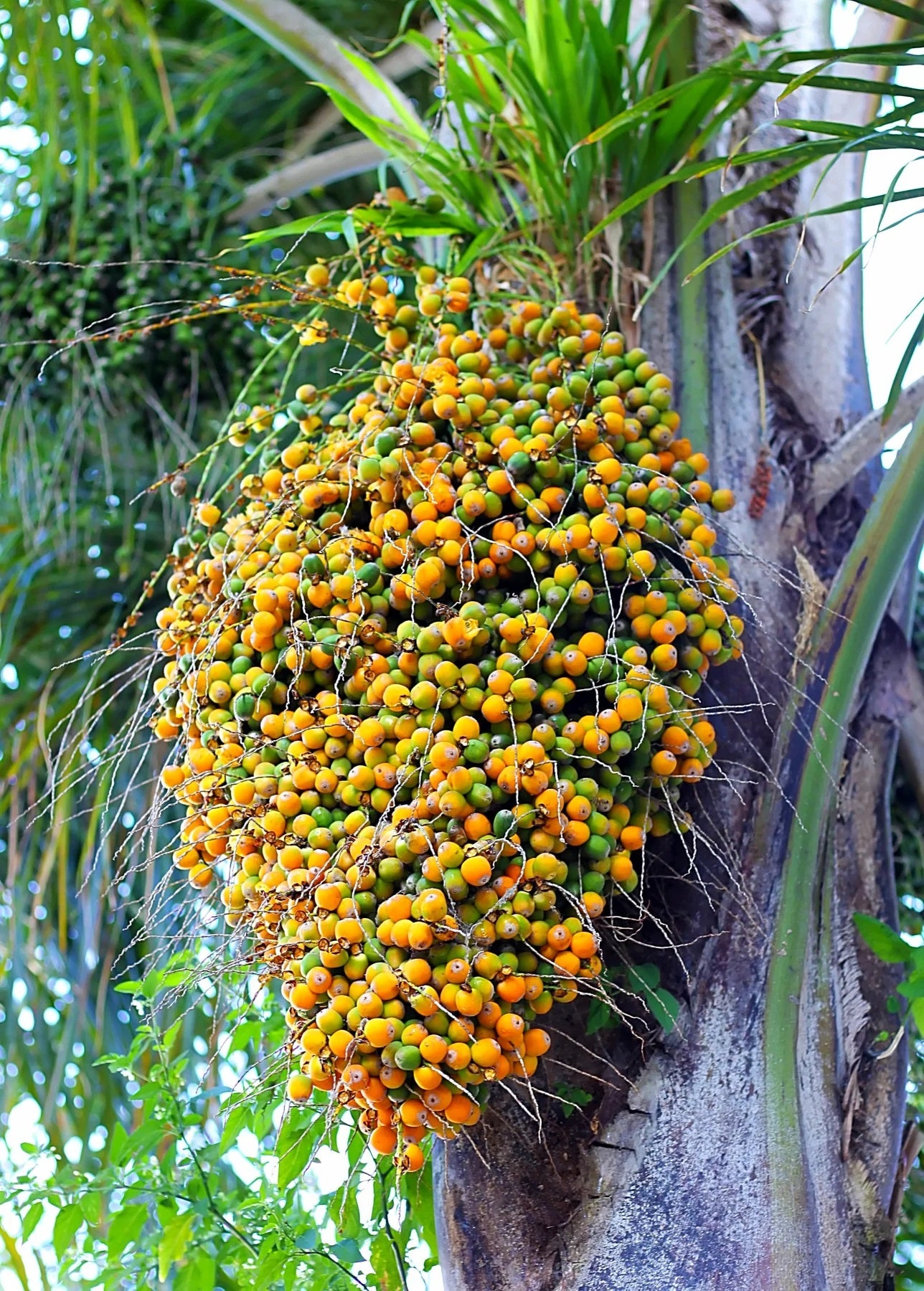 Butia Palm Live Plant (Butia Capitata)