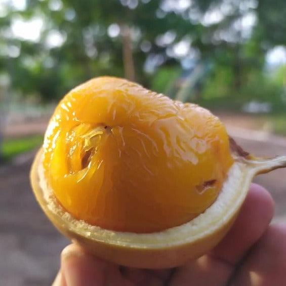 Jacaranda banana Fruit Plant (Swartzia langsdorffii )