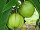 Malabar Tamarind Fruit Plants (Garcinia Gummi Gutta)