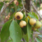 Guayabillo Fruit Plant (Psidium sartorianum)