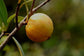 Lingnan Garcinia Live Plant (Garcinia oblongifolia)