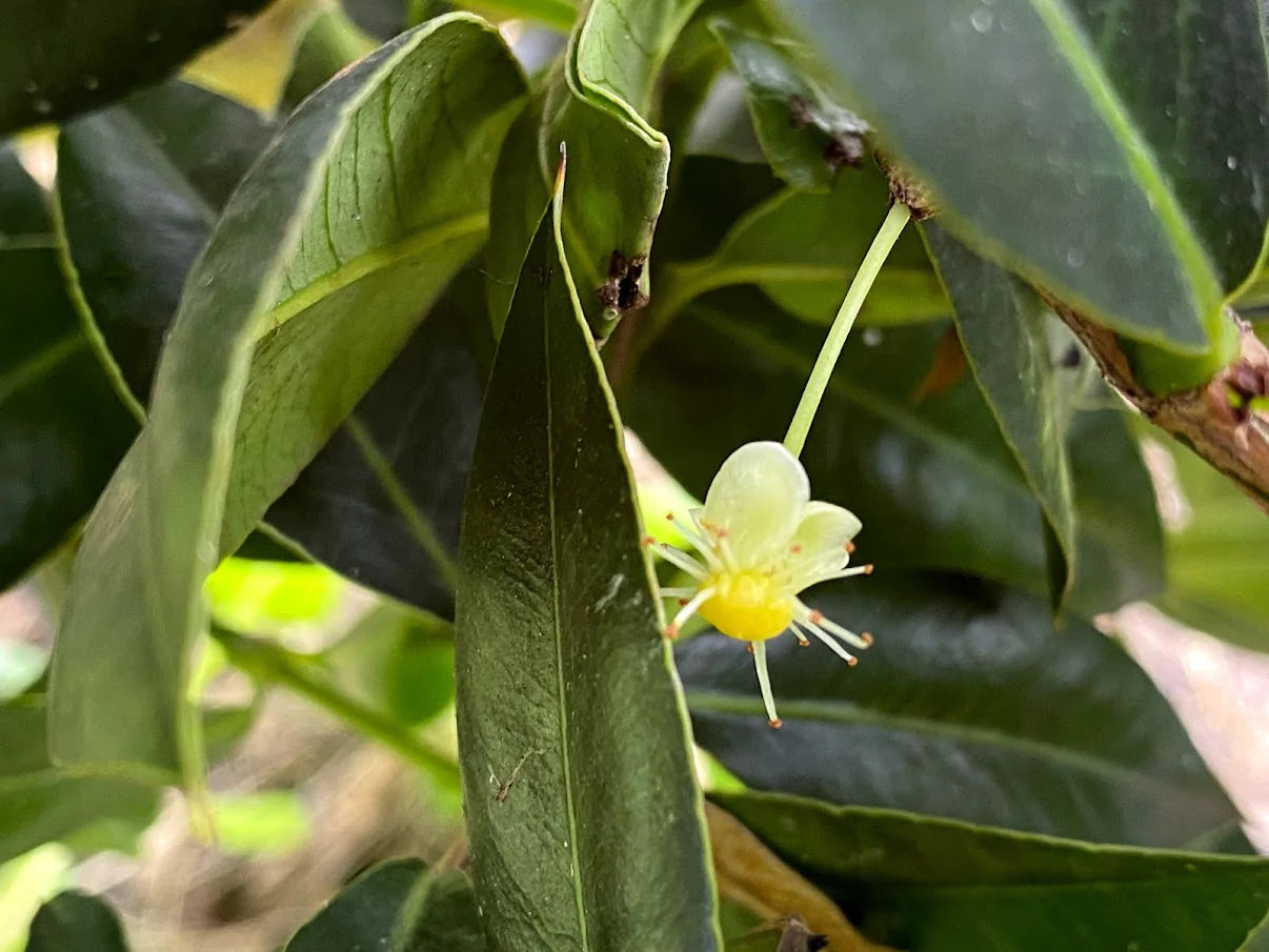 Cuban Mangosteen Fruit Plant (Garcinia Aristata)