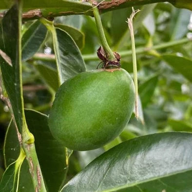 Cuban Mangosteen Fruit Plant (Garcinia Aristata)