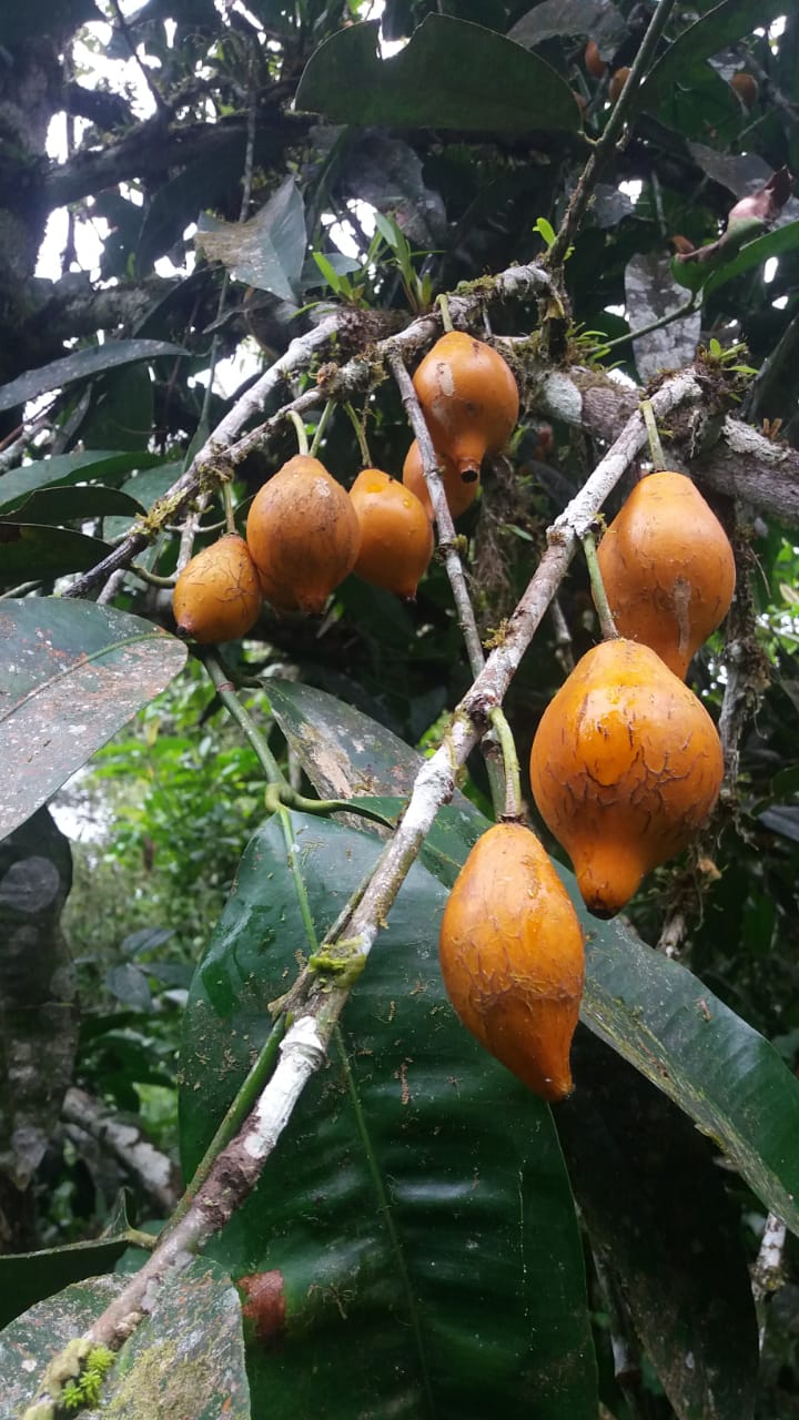 Pungara Fruit Plant (Garcinia macrophylla)