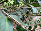 Giant Leaf Madrono Live Plant (Garcinia magnifolia)