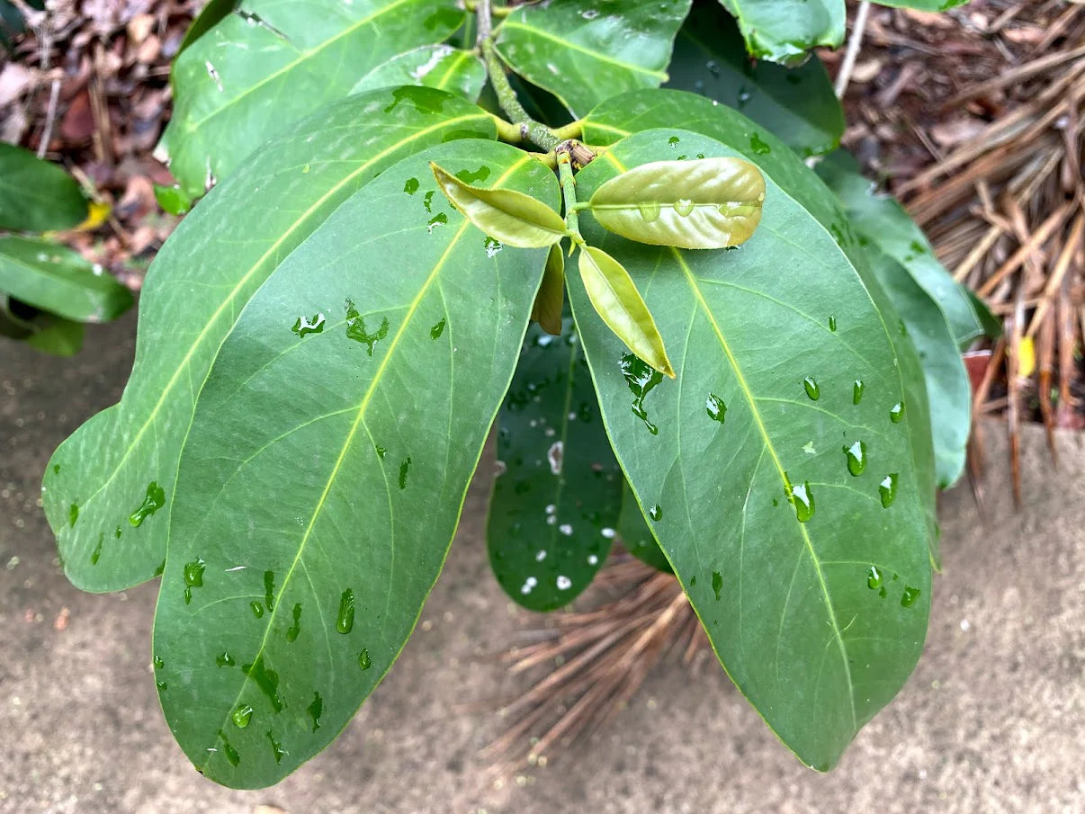 Giant Leaf Madrono Live Plant (Garcinia magnifolia) – veliyathgardens