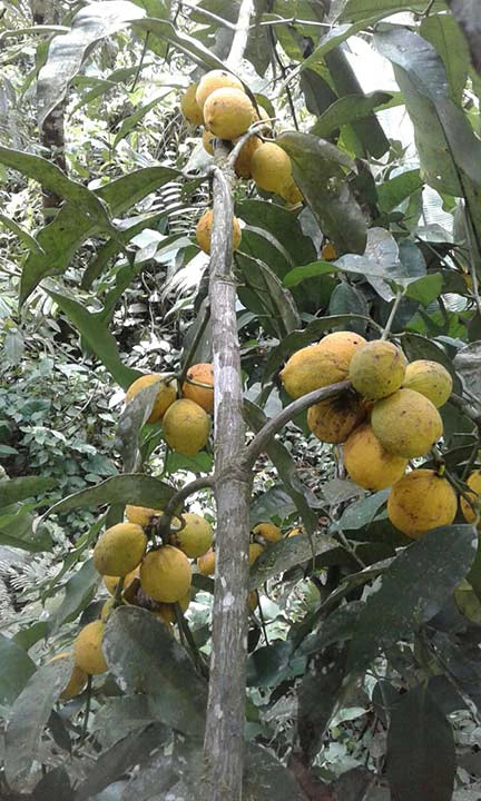 Lindero Fruit Plant (Garcinia sp. Lindero)