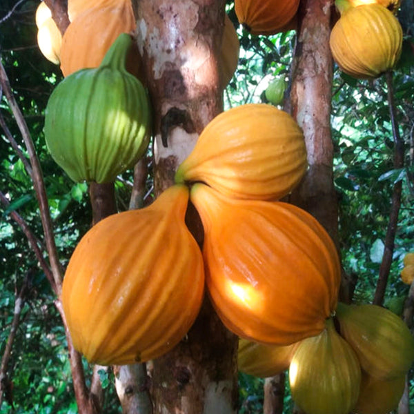 Giant Mulchi Fruit Plants (Plinia Inflata "Giant")