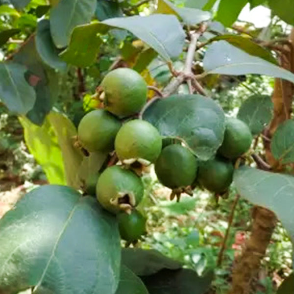 Check Out This Super Rare Find! A Live Egyptian Yellow Guava Fruit Tree Seedling (Psidium Guajava Hybrid). It's A Fast-growing Tropical Plant That Produces Sweet, Fragrant, Yellow Fruit. Perfect For Adding Something Unique To Your Garden.