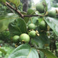 Grape Guava Live Plant (Pdium guineense)
