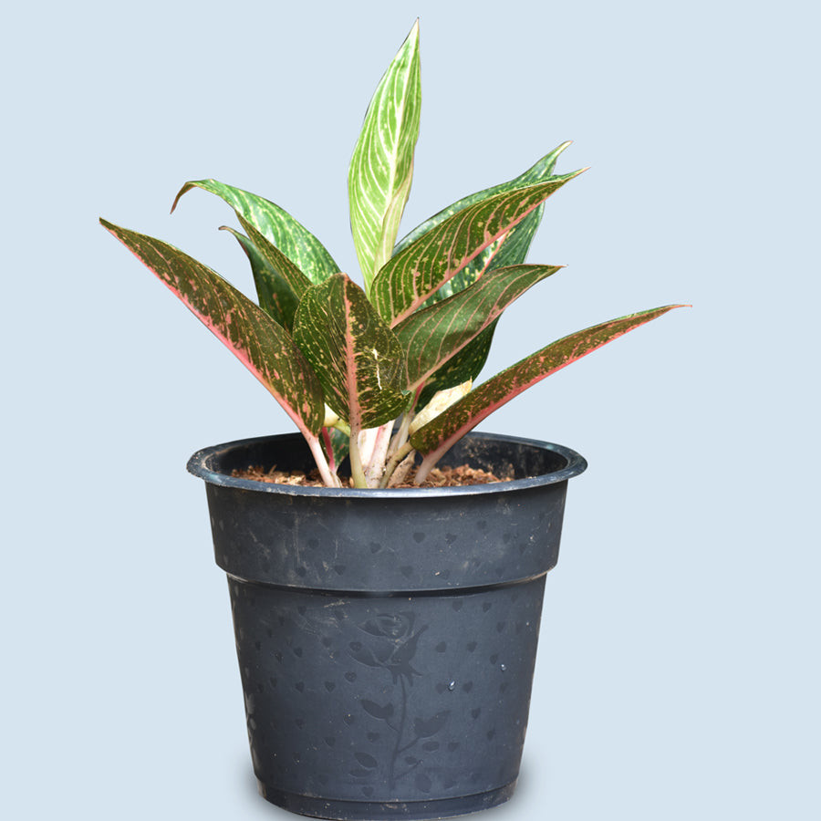 aglaonema cv legacy AG Green Legacy – veliyathgardens