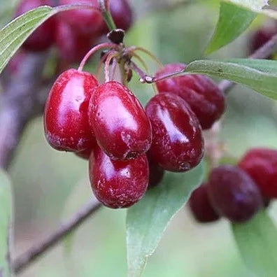 Cornelian Cherries Live Plant (Cornus mas)