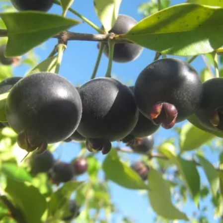 Guabiyu Fruit plant (Myrcianthes Pungens) – veliyathgardens Guabiyu Fruit plant (Myrcianthes Pungens) – veliyathgardens